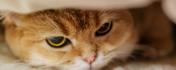 assurance pour chat