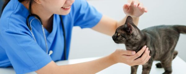 Assurance pour chat
